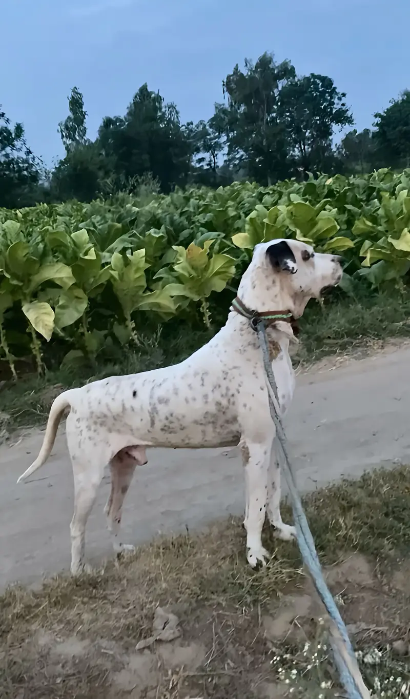 BullDog age 2 years 32 inch — photo 2