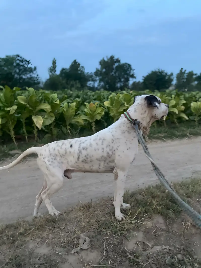 BullDog age 2 years 32 inch — photo 3