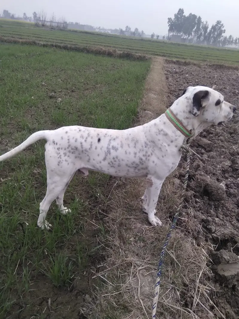 BullDog age 2 years 32 inch — photo 4