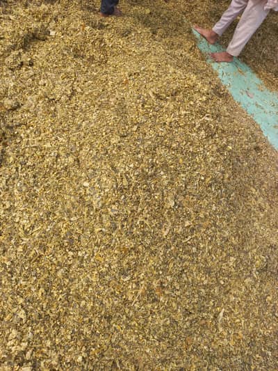 bahariya corn silage