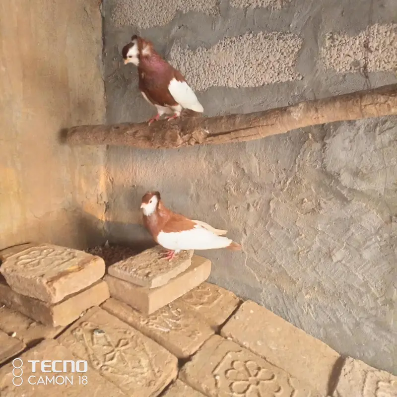 fancy pigeon — photo 2