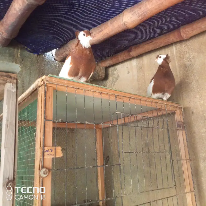 fancy pigeon — photo 3