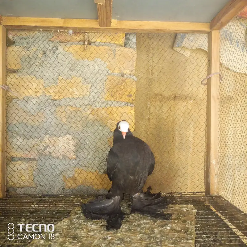 fancy pigeon — photo 4