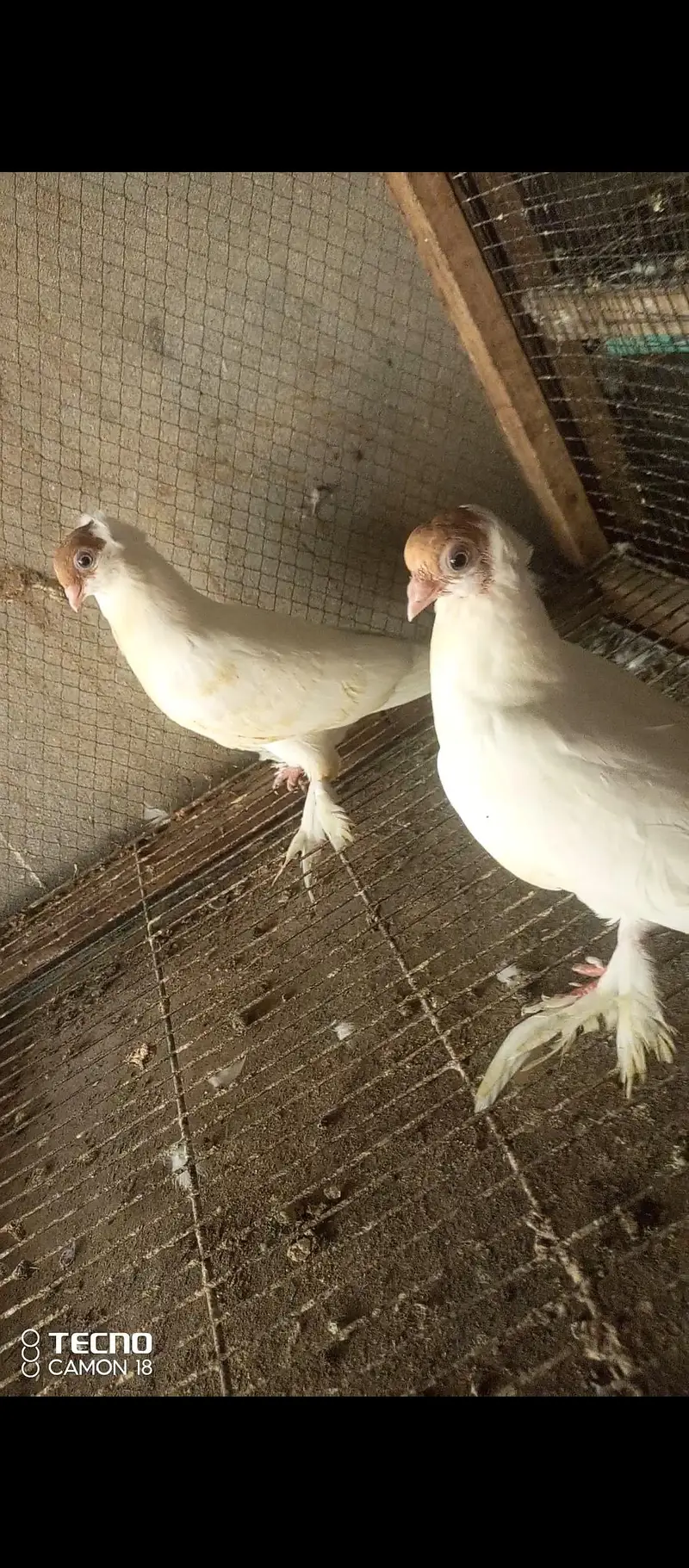 fancy pigeon — photo 5