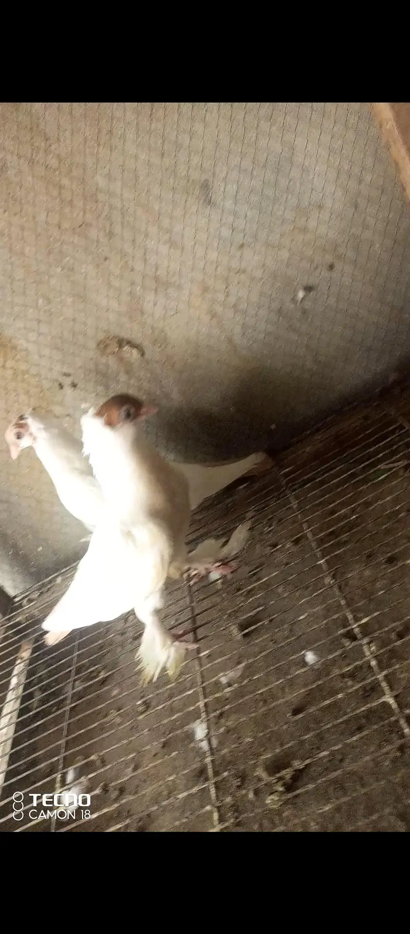 fancy pigeon — photo 6