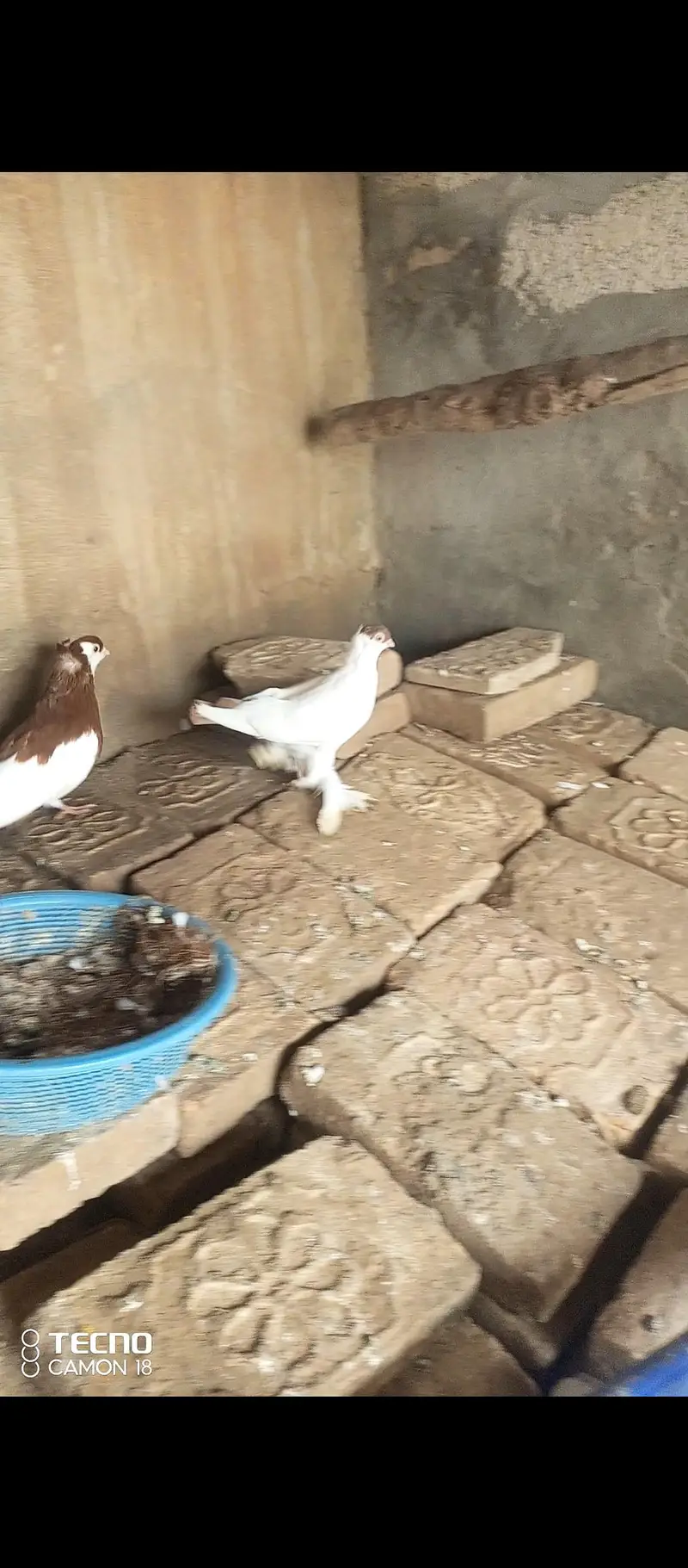 fancy pigeon — photo 7