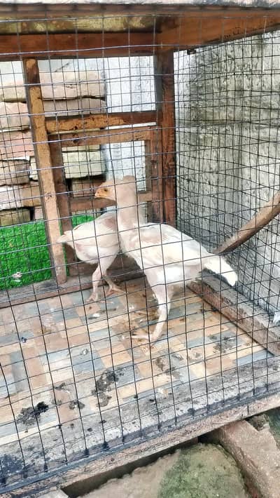 white aseel hen chicks