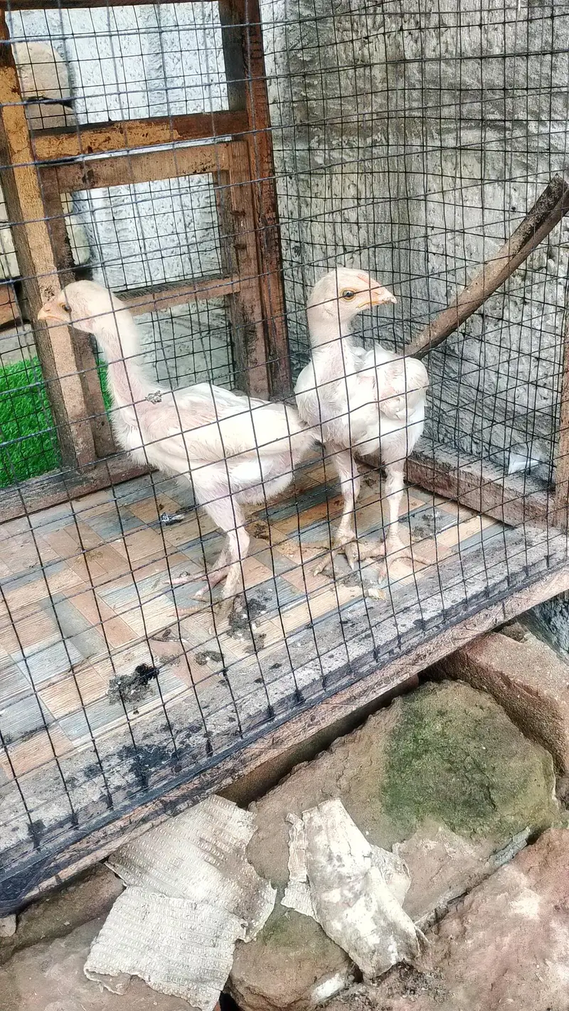 white aseel hen chicks — photo 2