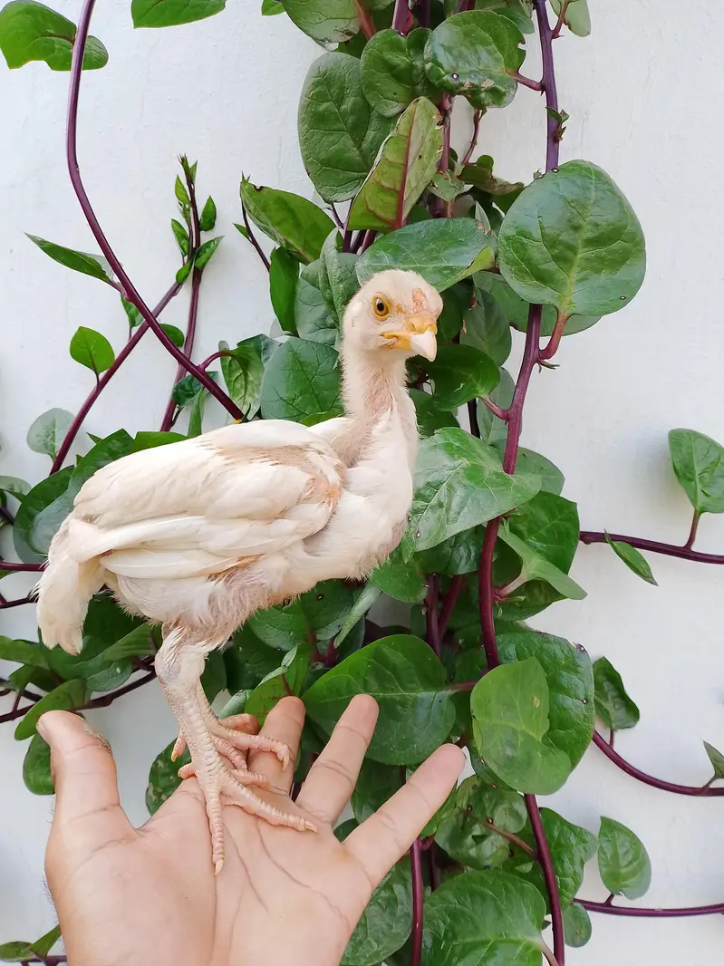 white aseel hen chicks — photo 3