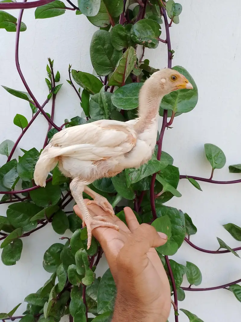 white aseel hen chicks — photo 4