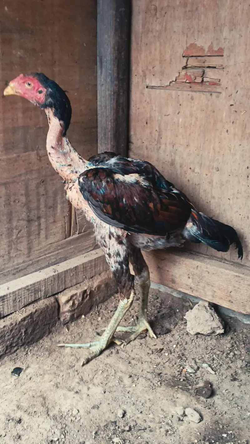 Bermi Patha / Bermi Aseel Patha / Bermi Aseel/ Bermi quality Aseel pat — photo 4
