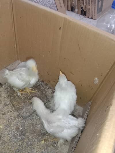 White BANTAM 1 monthChicks For Sale