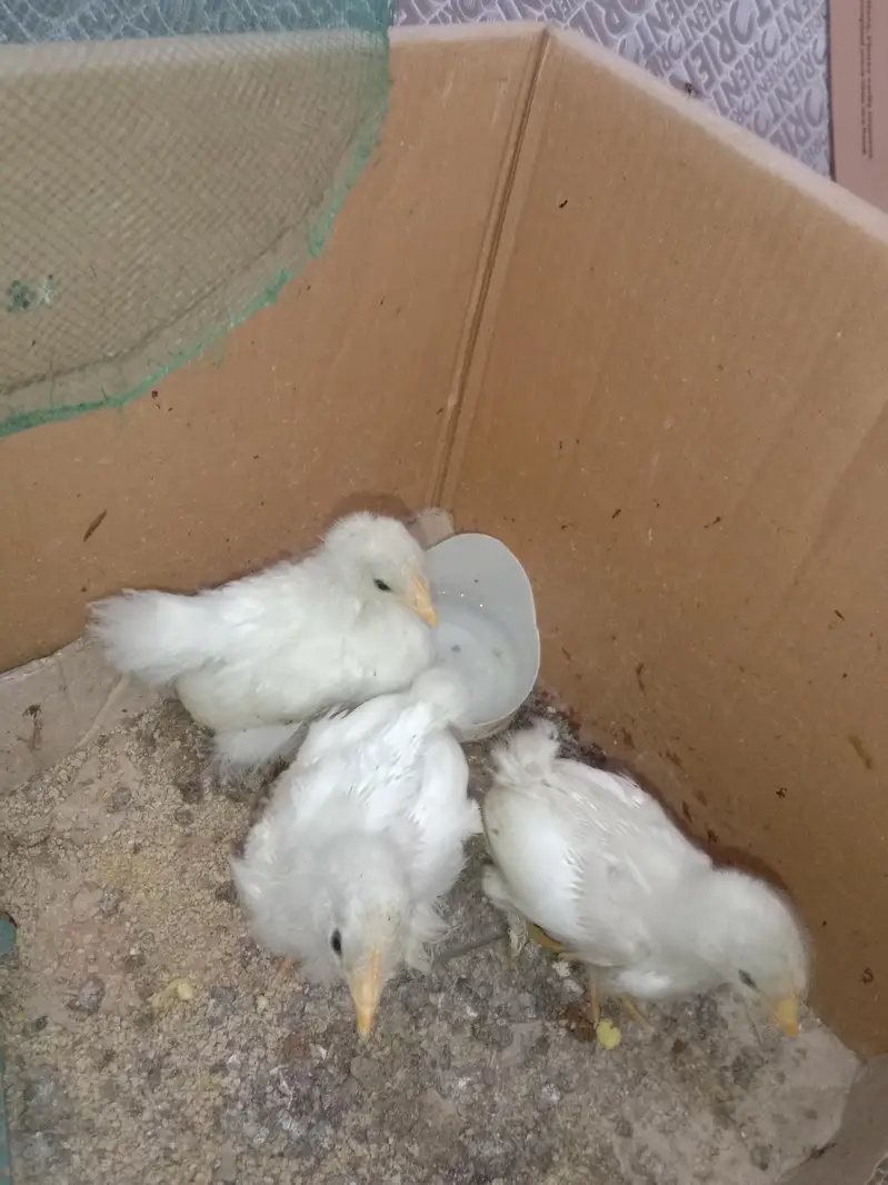 White BANTAM 1 monthChicks For Sale — photo 2