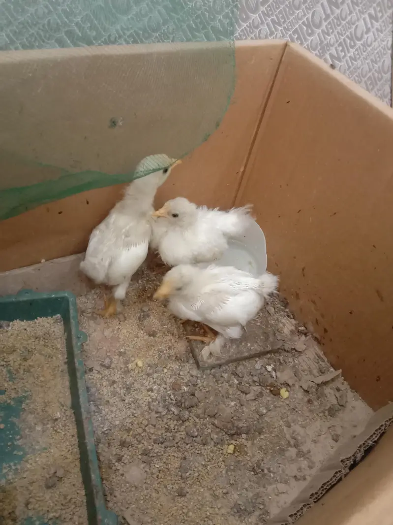 White BANTAM 1 monthChicks For Sale — photo 3