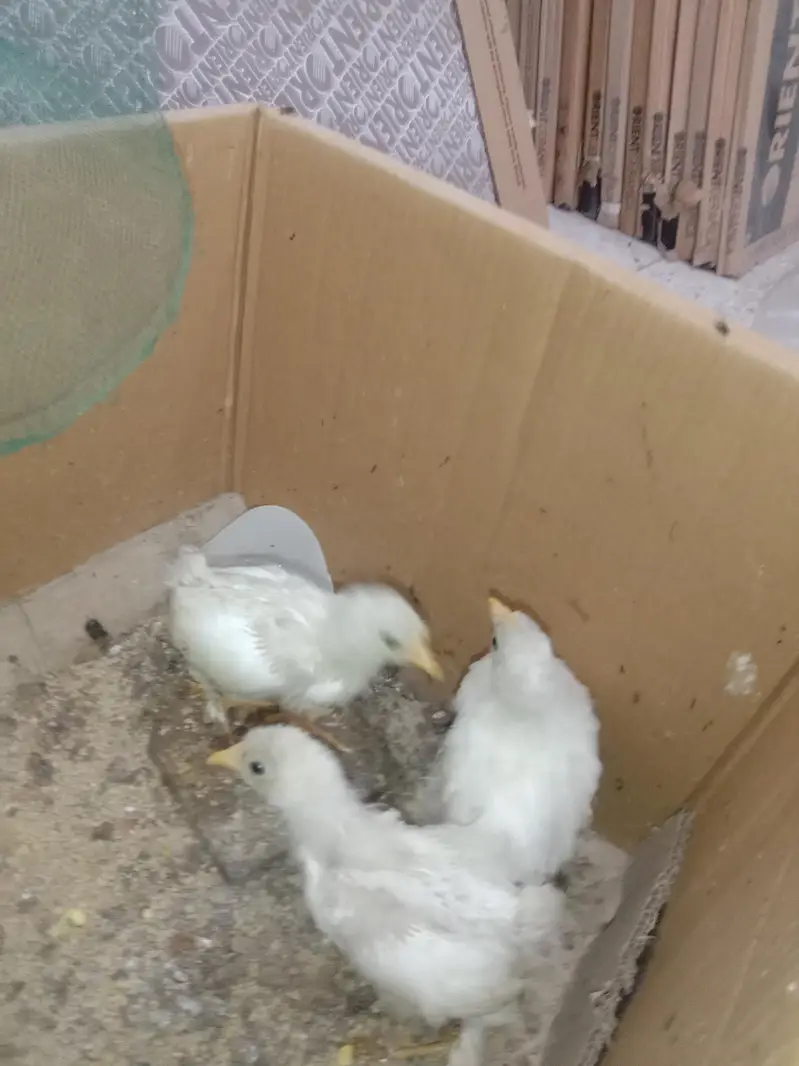 White BANTAM 1 monthChicks For Sale — photo 4
