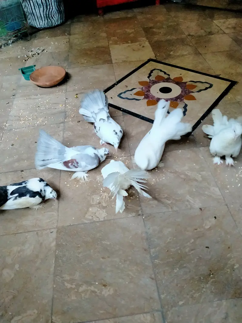 Lucky kabooter — photo 2