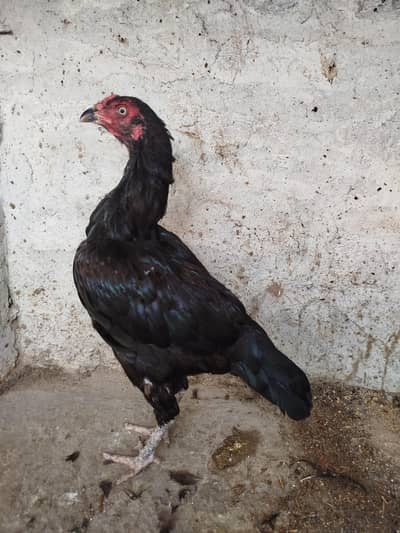 Lasani Keel Wali Hen