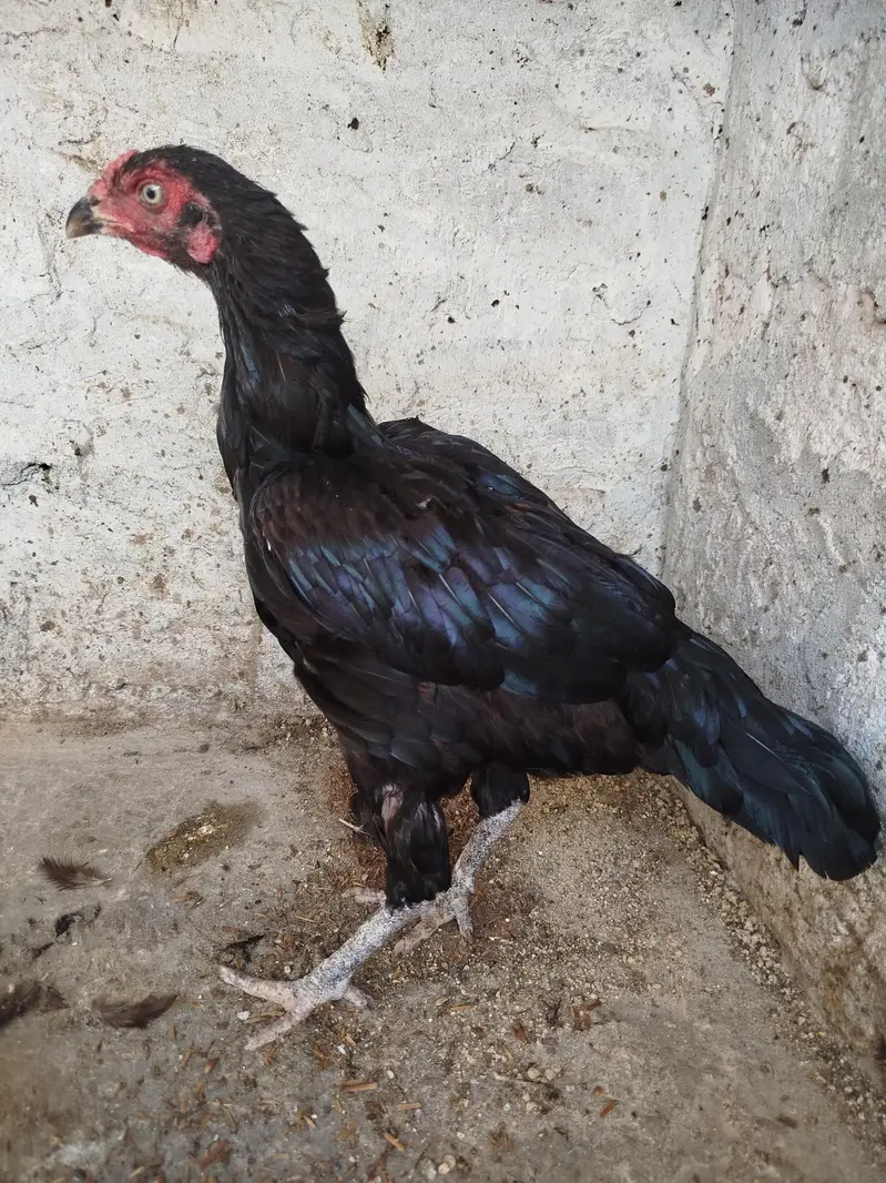Lasani Keel Wali Hen — photo 2