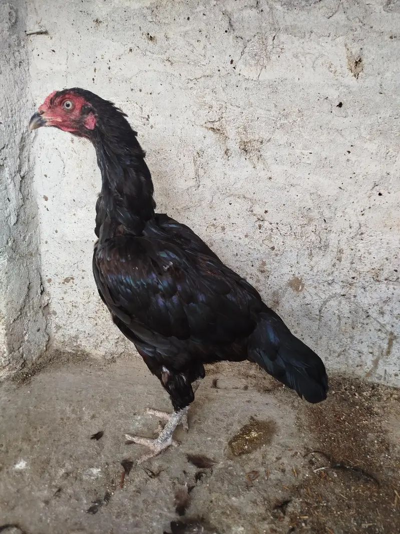 Lasani Keel Wali Hen — photo 3