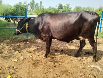 cross cow ready to deliver