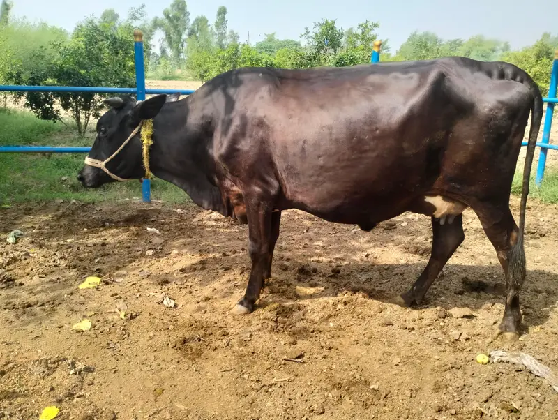 cross cow ready to deliver