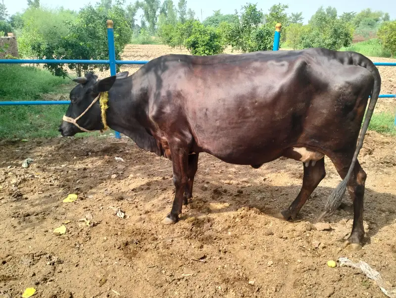 cross cow ready to deliver — photo 2