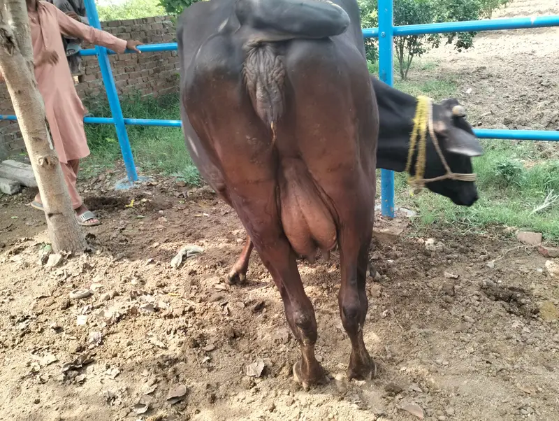 cross cow ready to deliver — photo 3