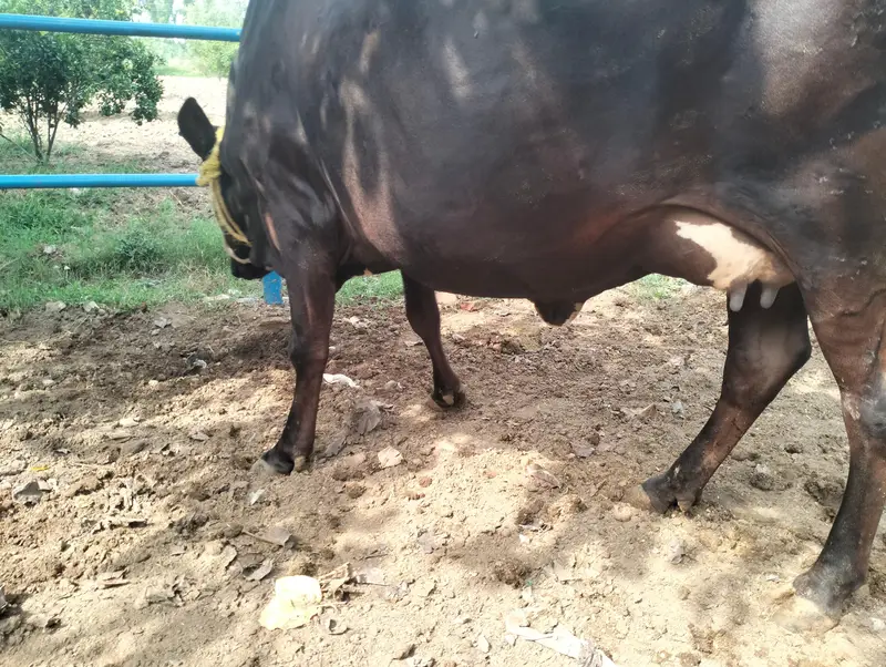 cross cow ready to deliver — photo 4