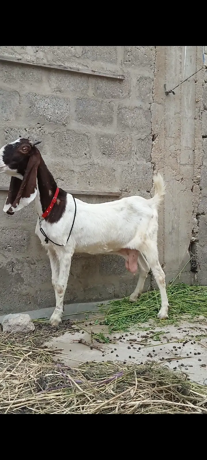dono bkri h — photo 2