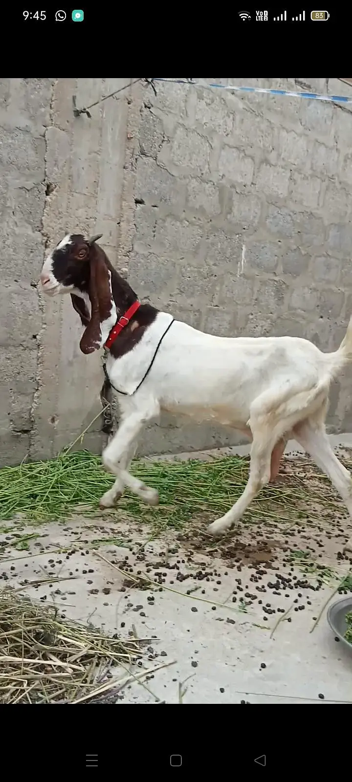 dono bkri h — photo 3