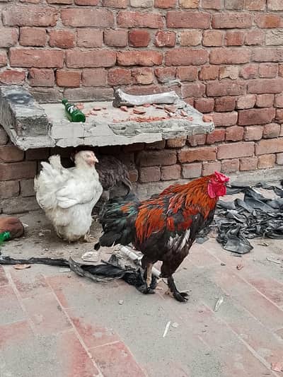 3 piece fancy for sale 03004655804 whatsapp