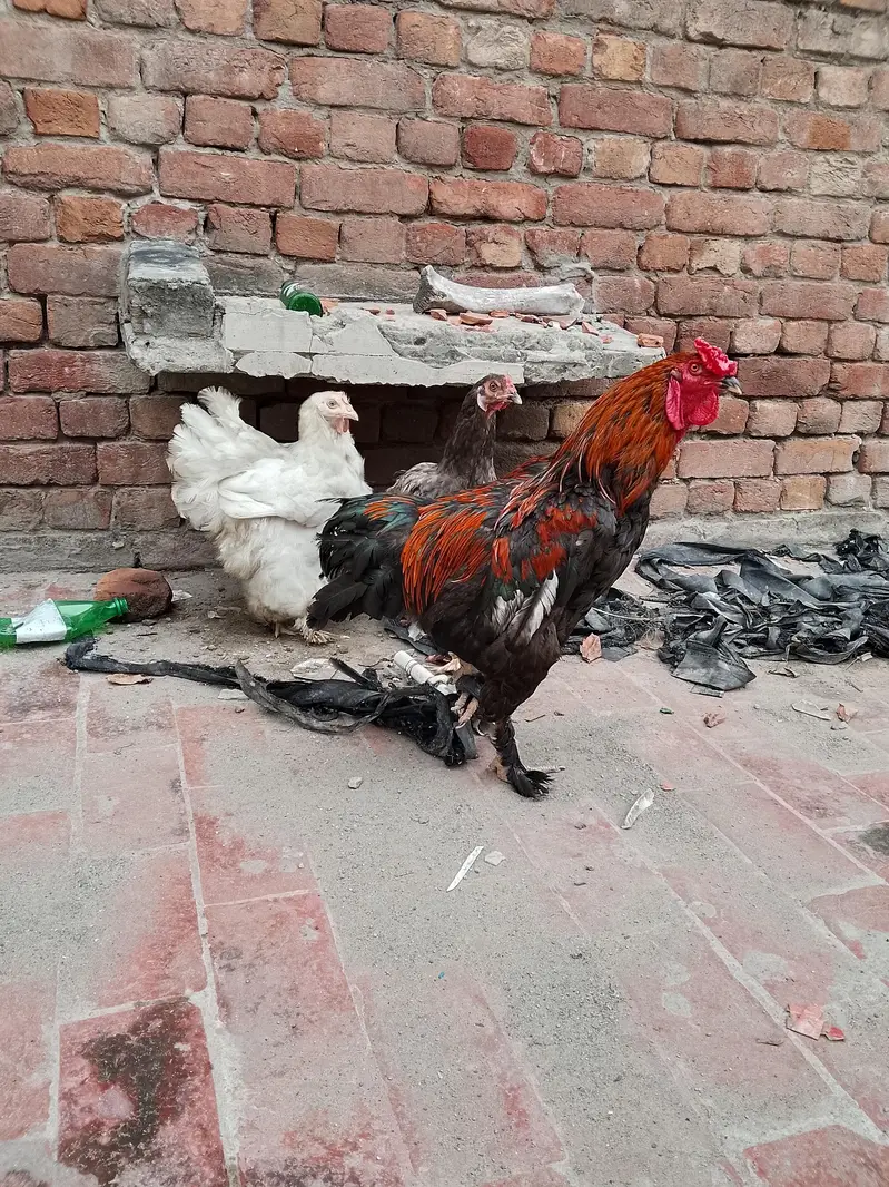 3 piece fancy for sale 03004655804 whatsapp — photo 2