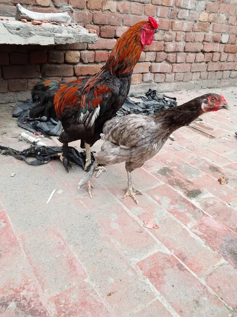 3 piece fancy for sale 03004655804 whatsapp — photo 4