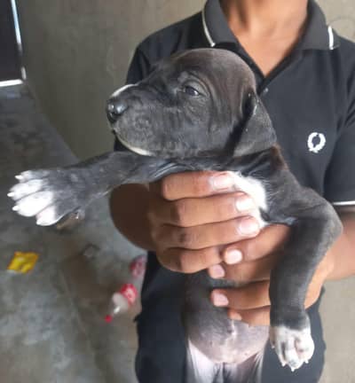 female bully Dog 30000/