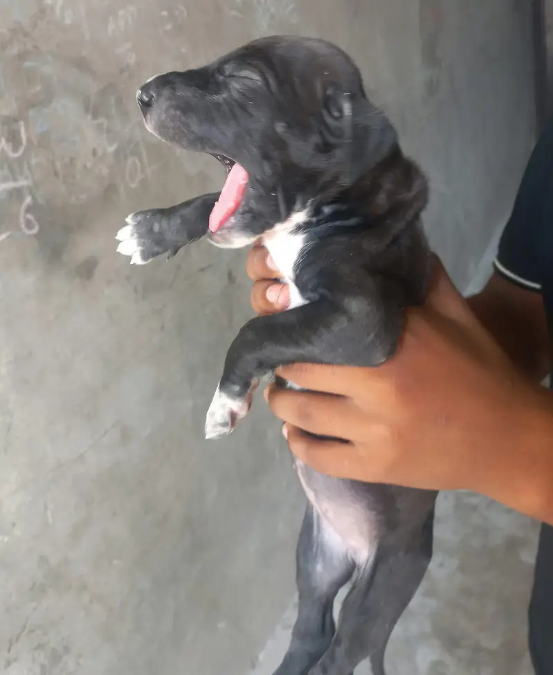 female bully Dog 30000/ — photo 2