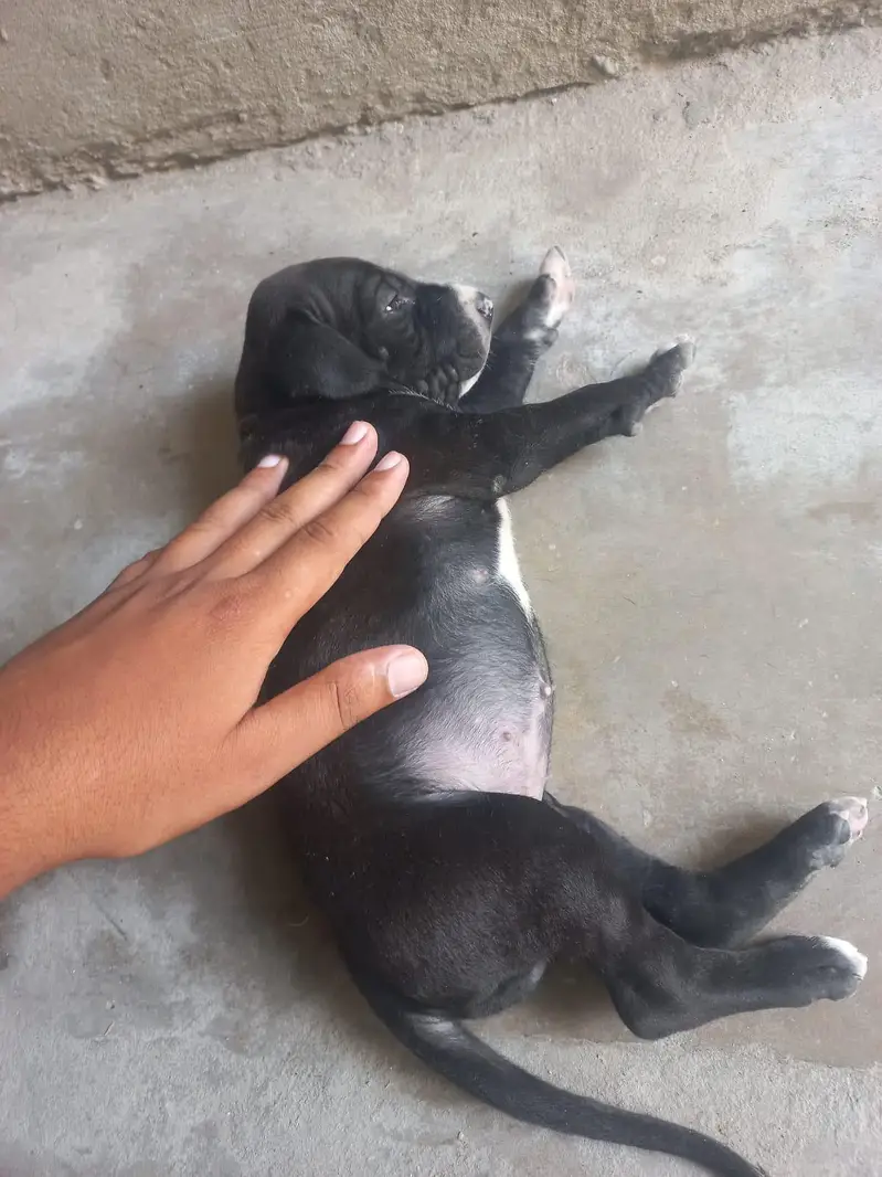 female bully Dog 30000/ — photo 3