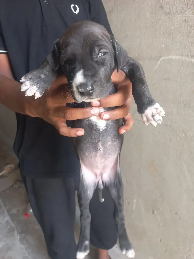 female bully Dog 30000/ — photo 4