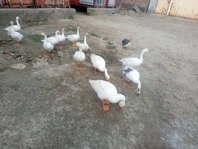 Long Neck Ducks For Sale