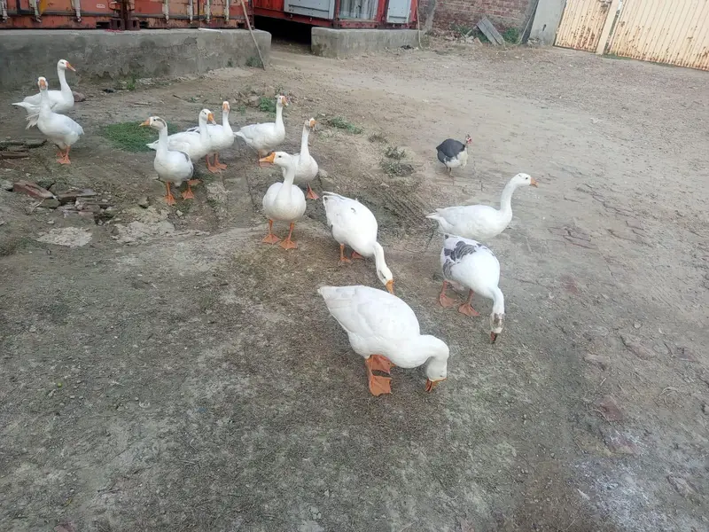 Long Neck Ducks For Sale