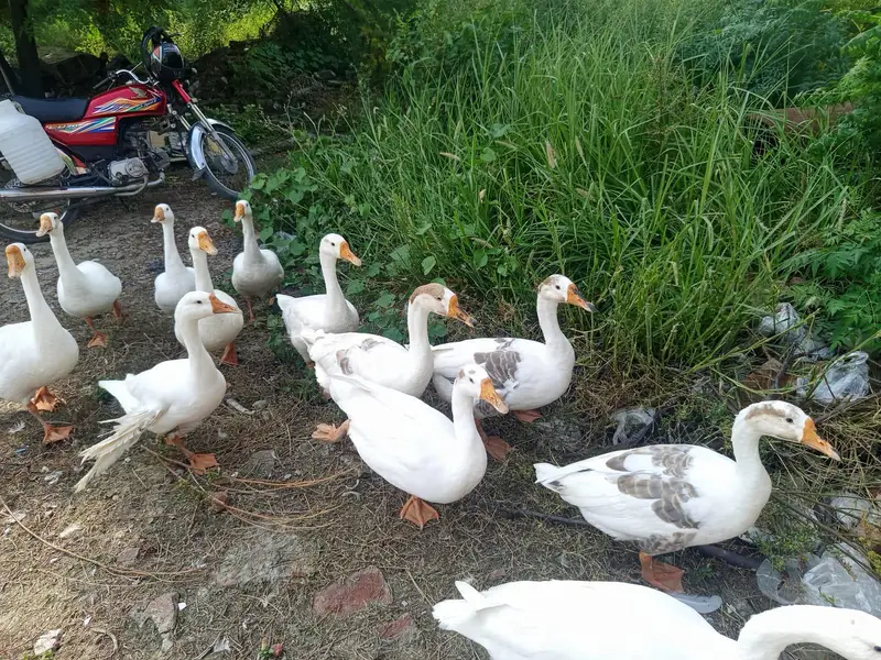 Long Neck Ducks For Sale — photo 2