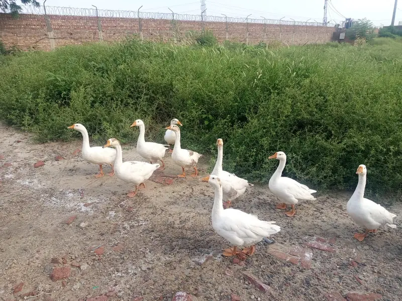 Long Neck Ducks For Sale — photo 3
