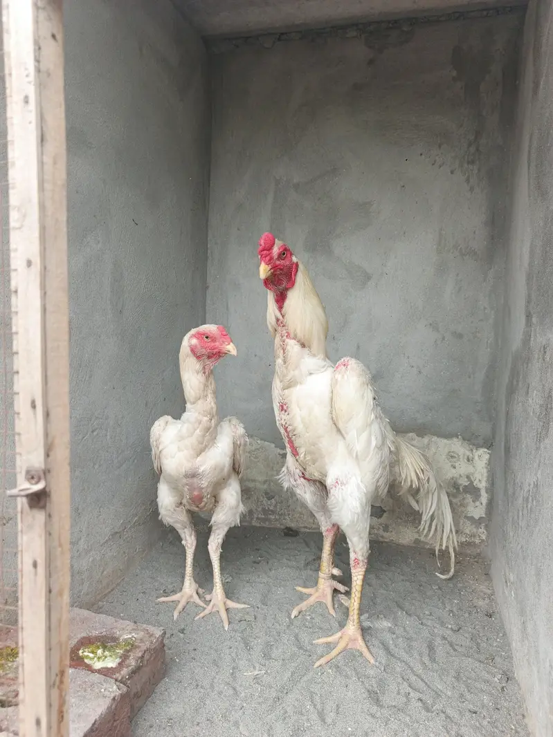 White Shamo Breeder Pair — photo 2