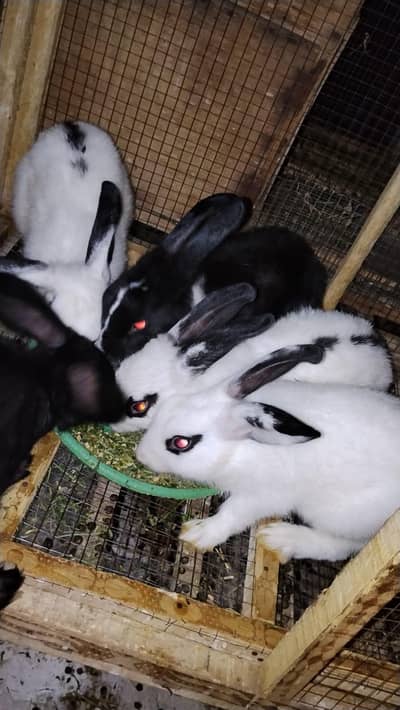 American Hotot Draft