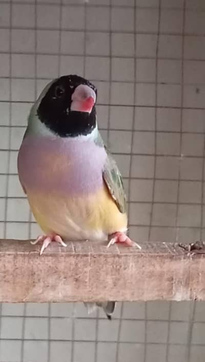 finch box + common goldian female