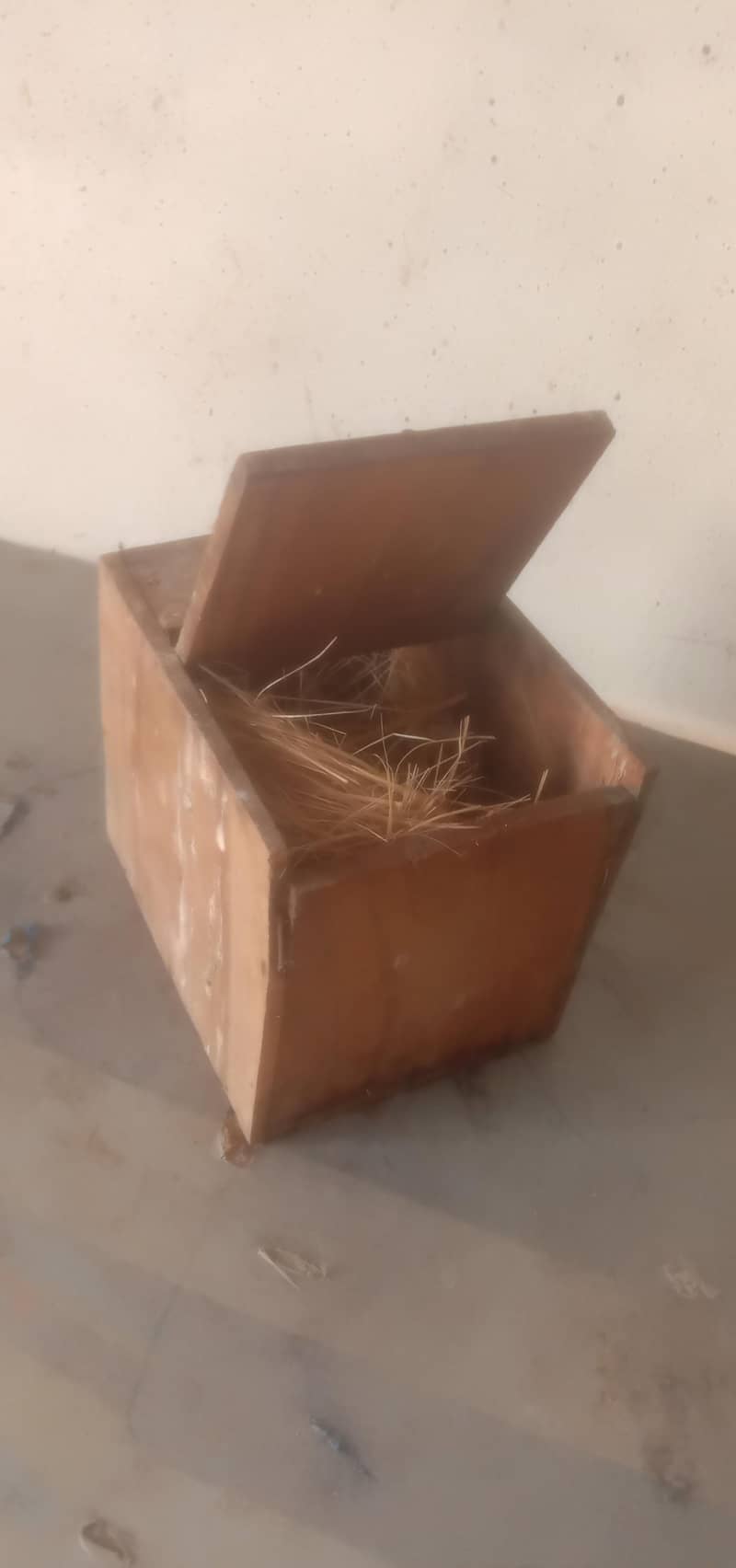 finch box + common goldian female 2