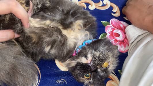 #Persiancat #Persian Adult cat #Persianbabies