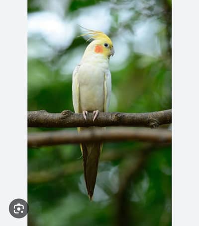 tame coctaile male available