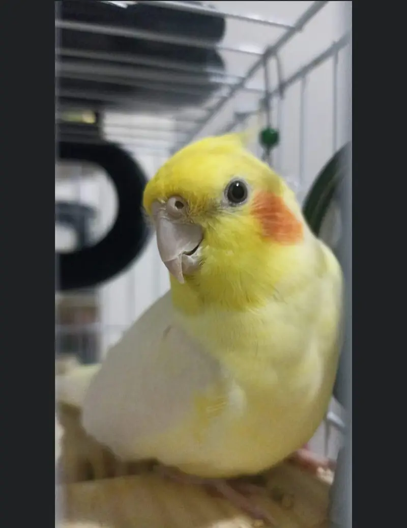 tame coctaile male available — photo 2