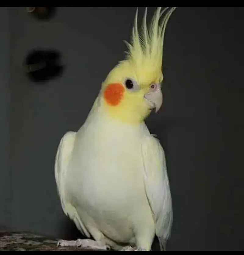 tame coctaile male available — photo 3