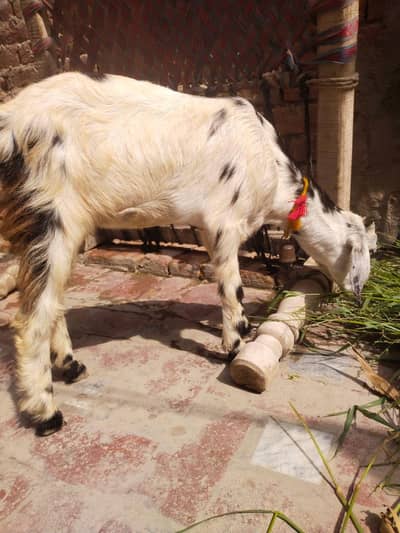 urgent God for sale female is number per aap to Karen 03206819426